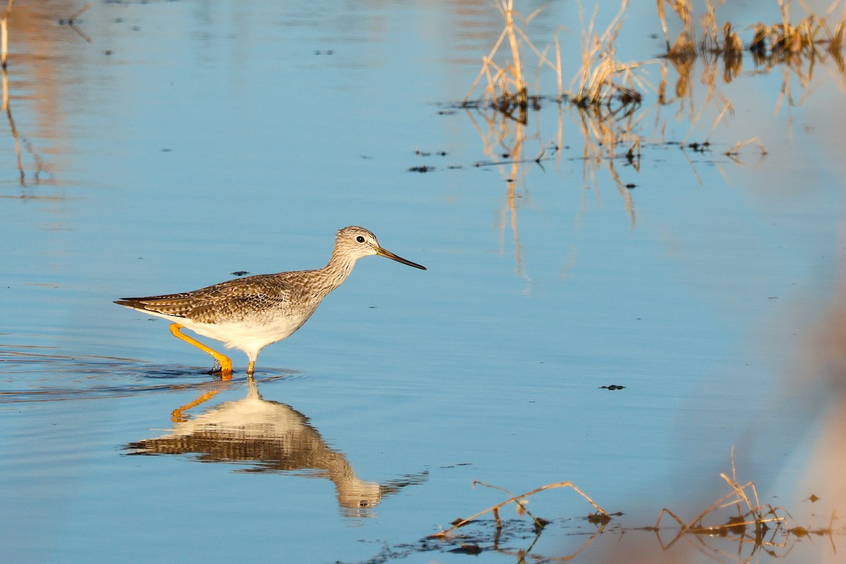 Пёстрый улит - ML645526496