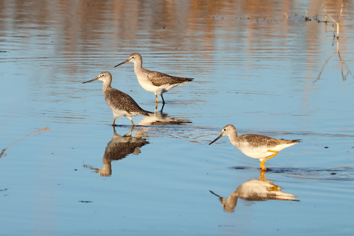 Пёстрый улит - ML645526497