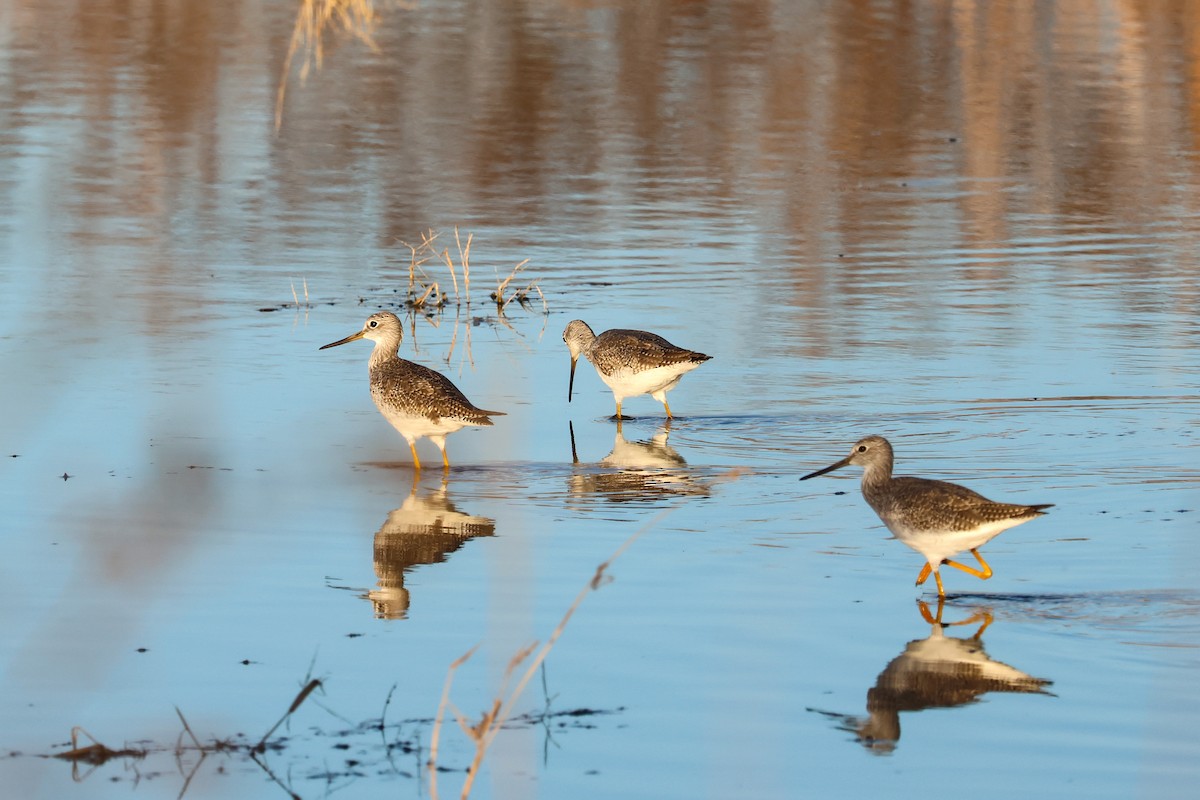 Пёстрый улит - ML645526498