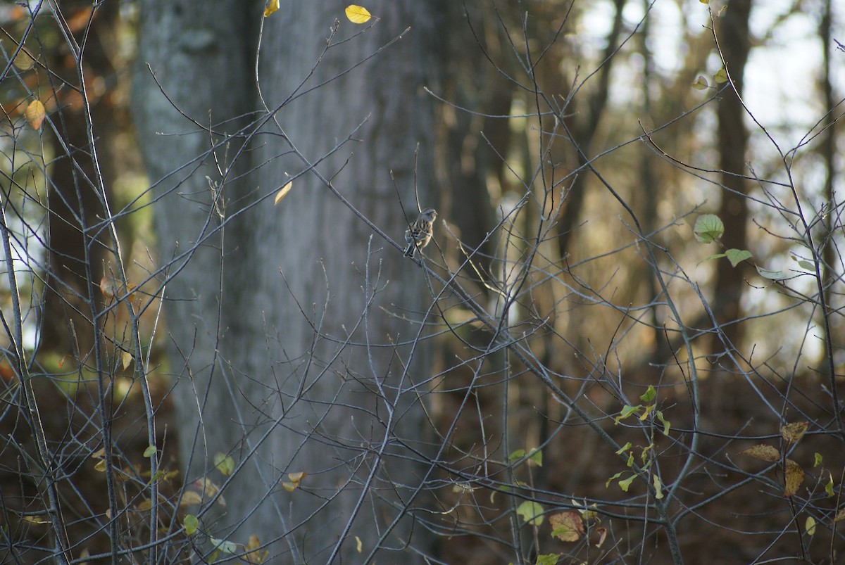 Воробьиная овсянка - ML645526499