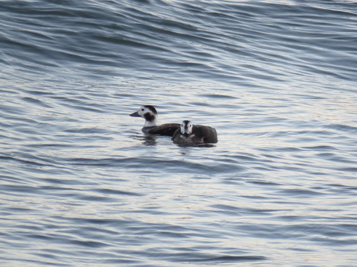 Морянка - ML645526500