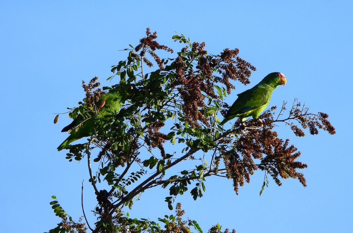 Белолобый амазон - ML645526501