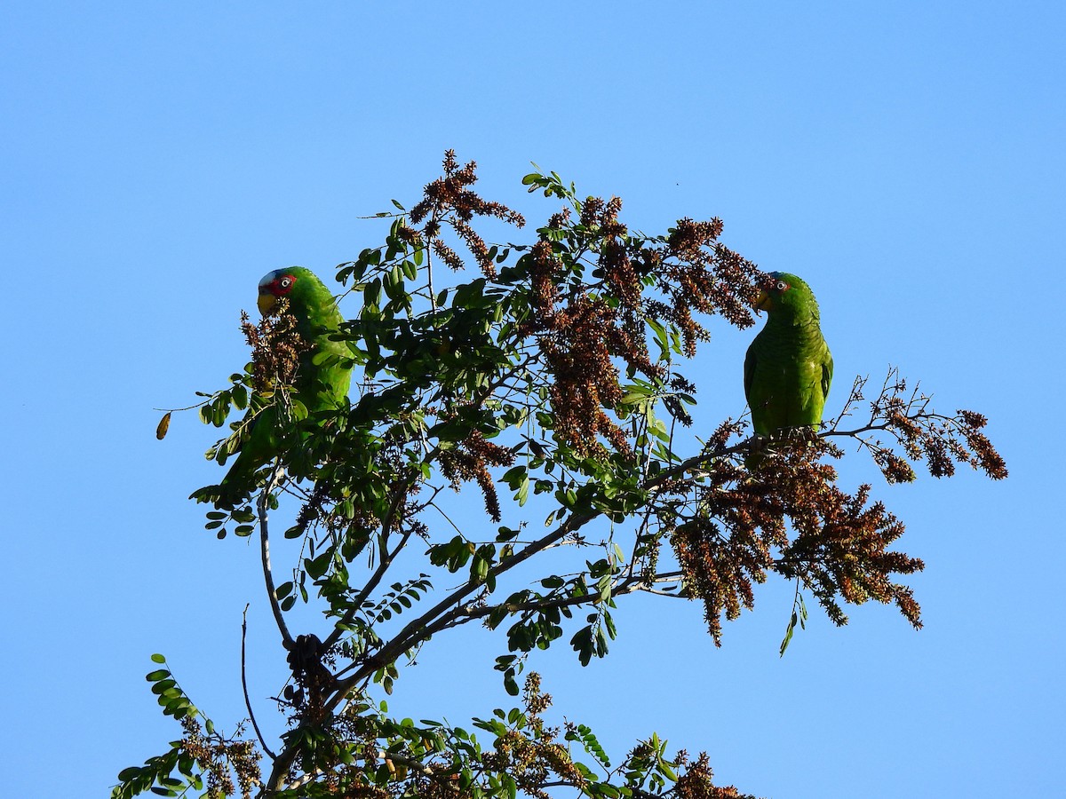 Белолобый амазон - ML645526502