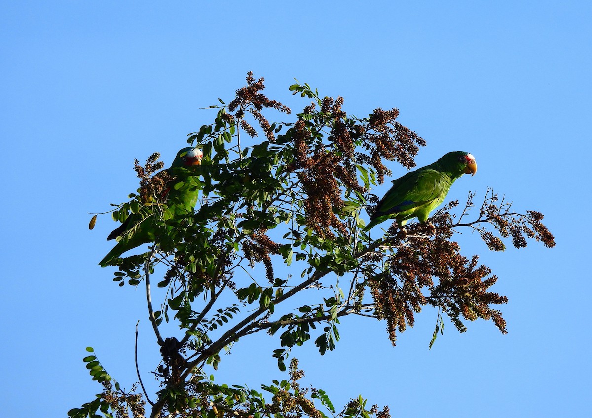 Белолобый амазон - ML645526503