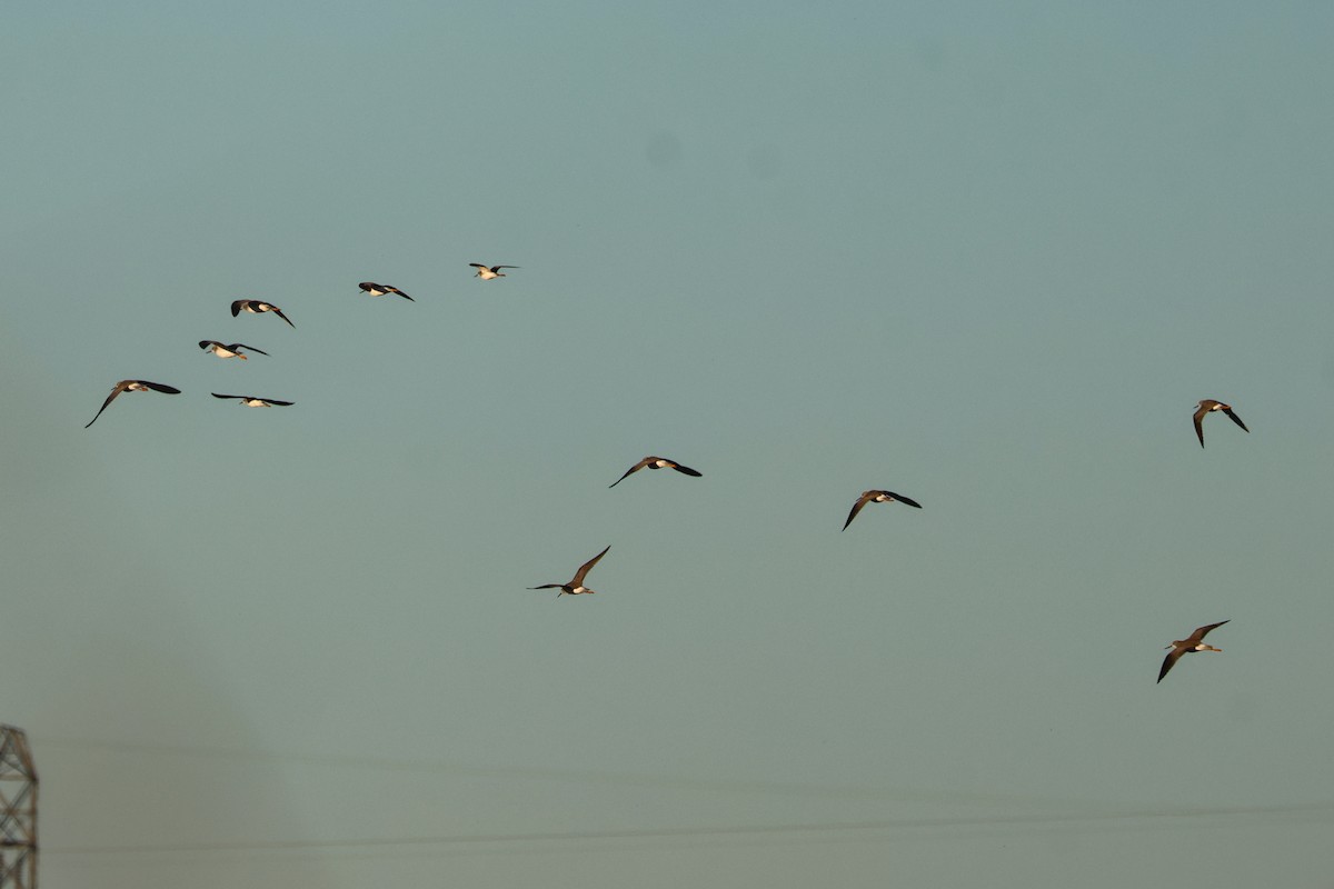 Пёстрый улит - ML645526504