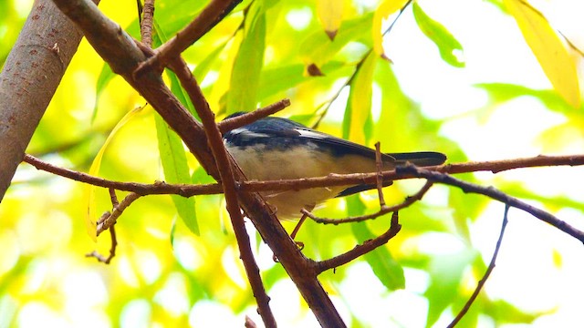 Black-throated Blue Warbler - ML645526505