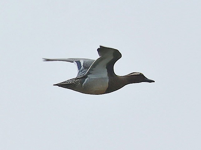 Чирок-трескунок - ML645526506