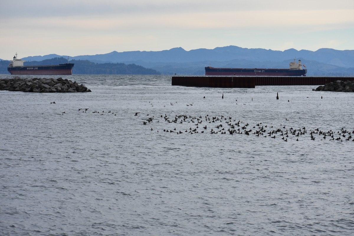 Морская чернеть - ML645526508