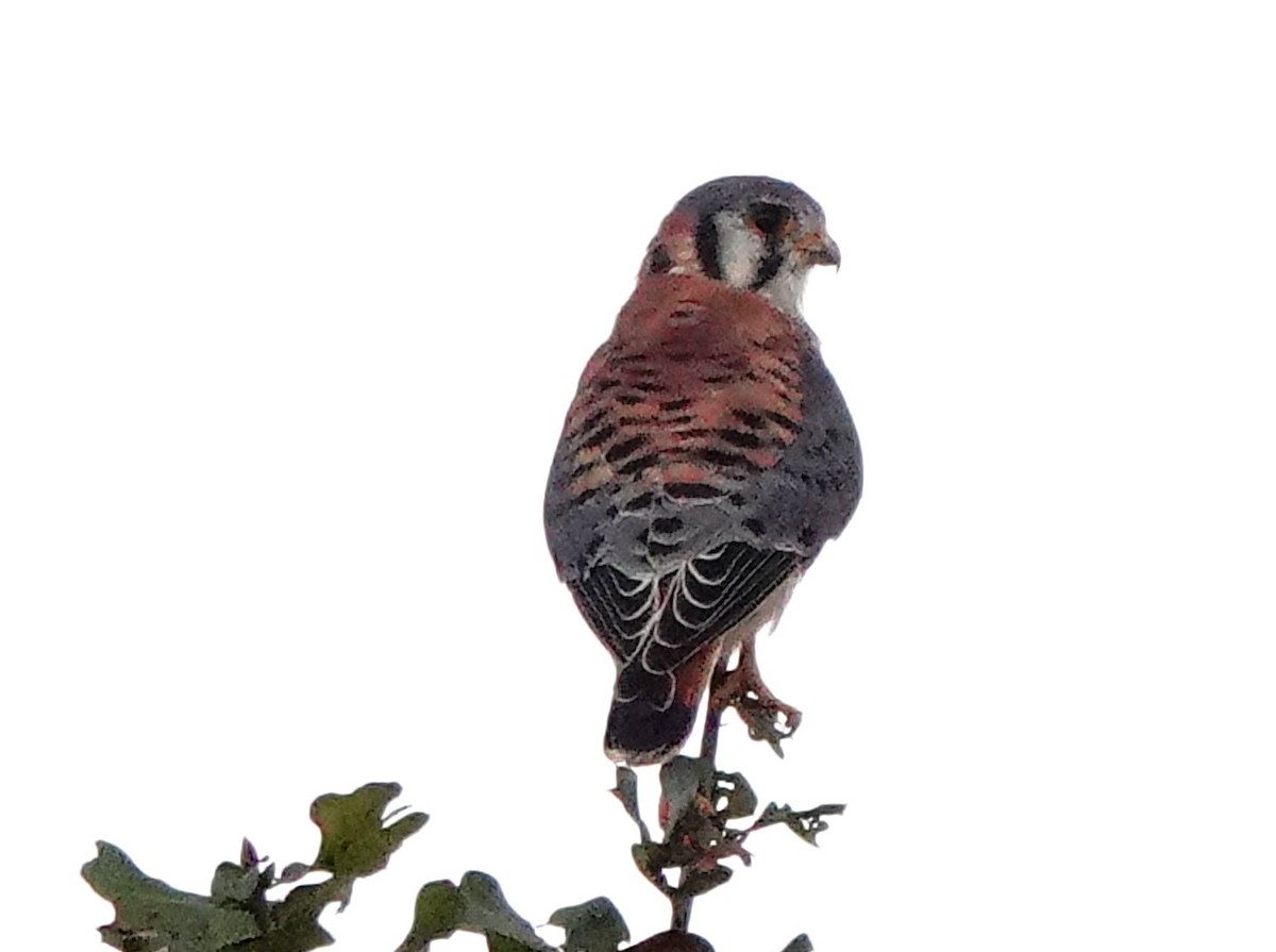 Воробьиная пустельга - ML645526509