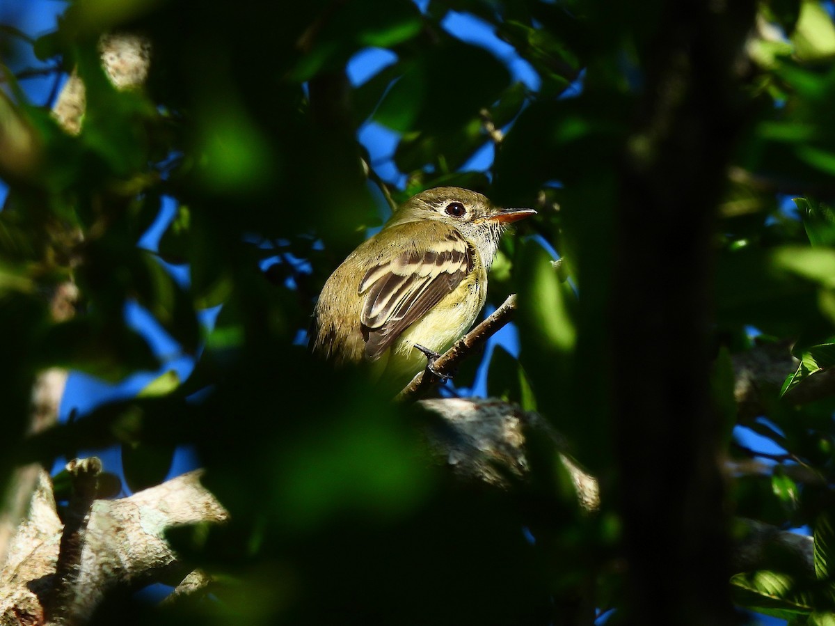 Малый мухолов - ML645526510