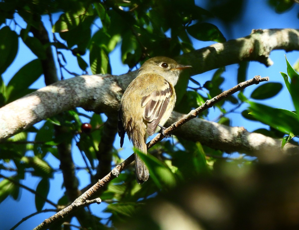 Малый мухолов - ML645526511