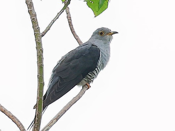Глухая кукушка - ML645526512