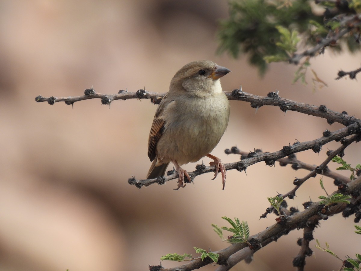 Домовый воробей - ML645526513
