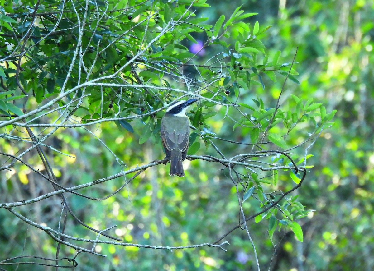 Boat-billed Flycatcher - ML645526522
