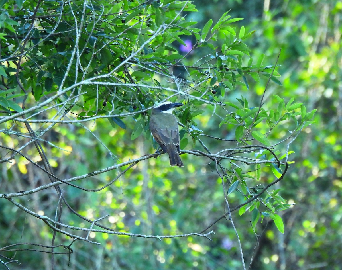 Boat-billed Flycatcher - ML645526523