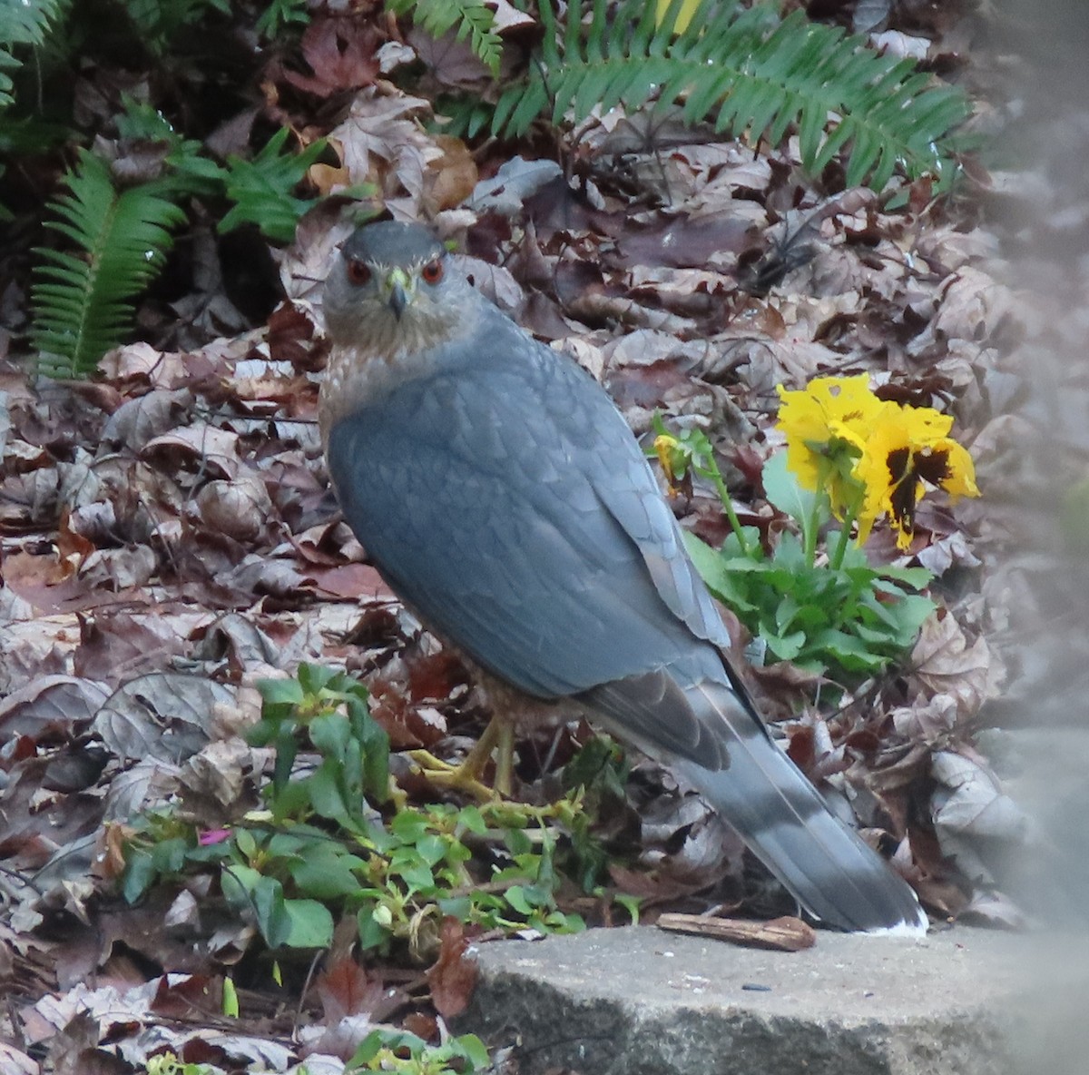 Cooper's Hawk - ML645526524