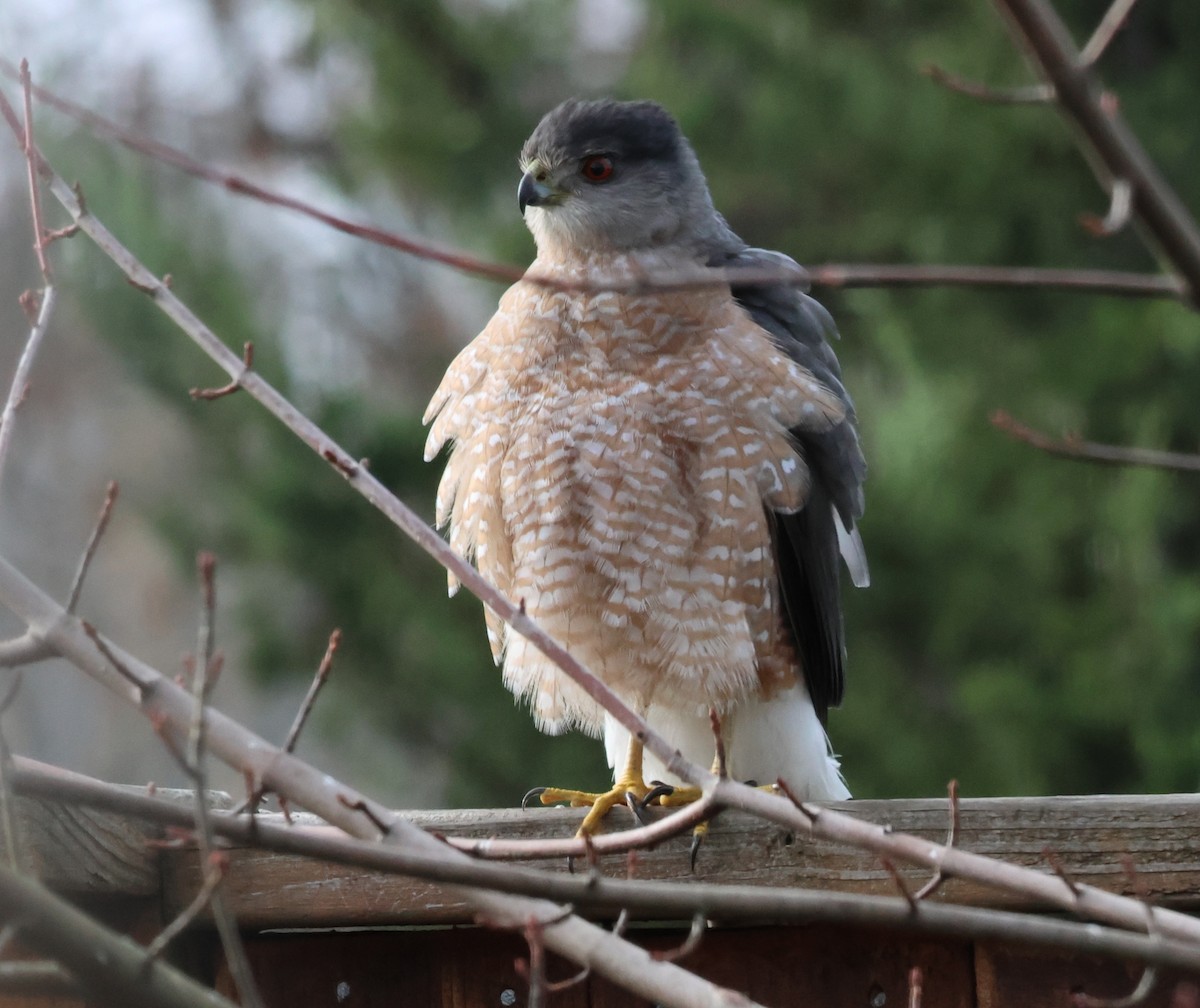 Cooper's Hawk - ML645526532