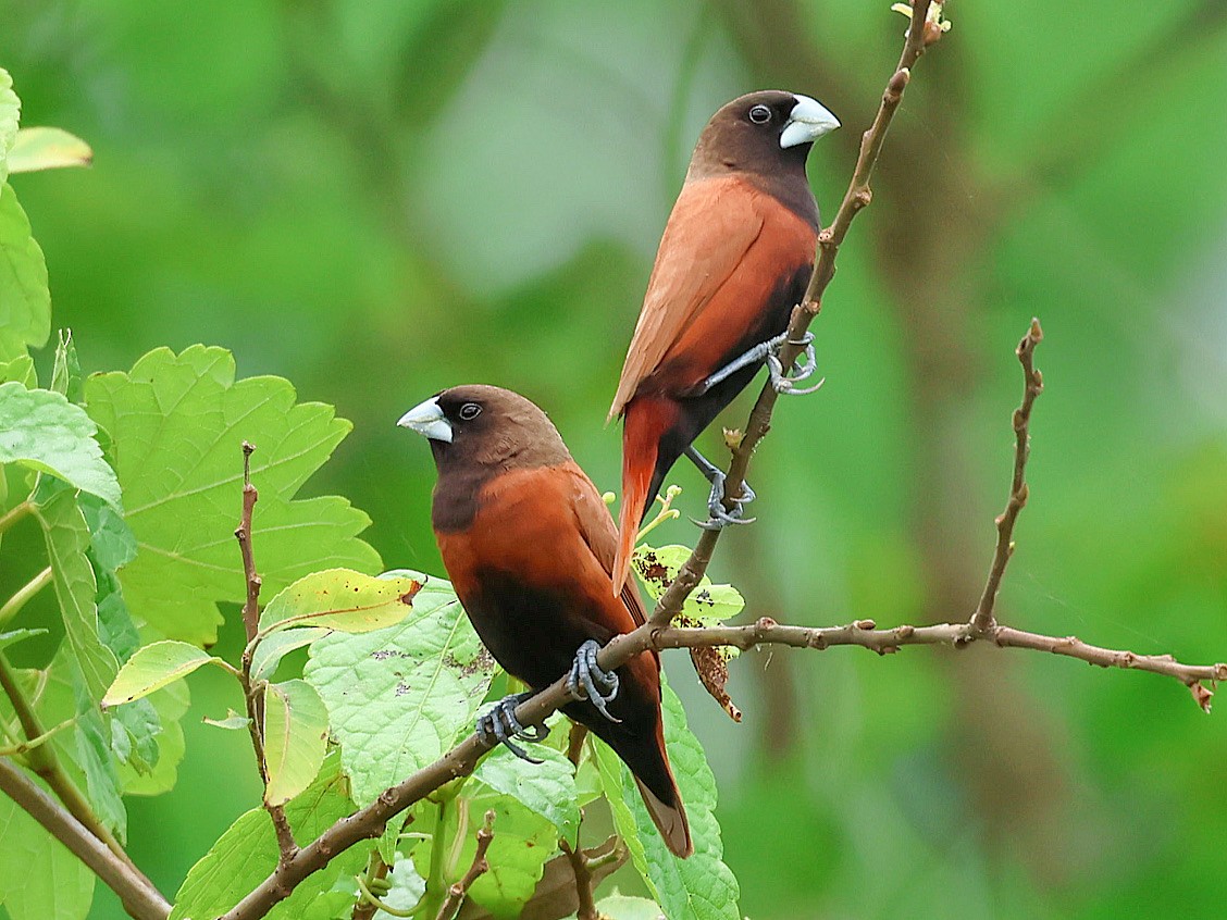 Chestnut Munia - ML645526541