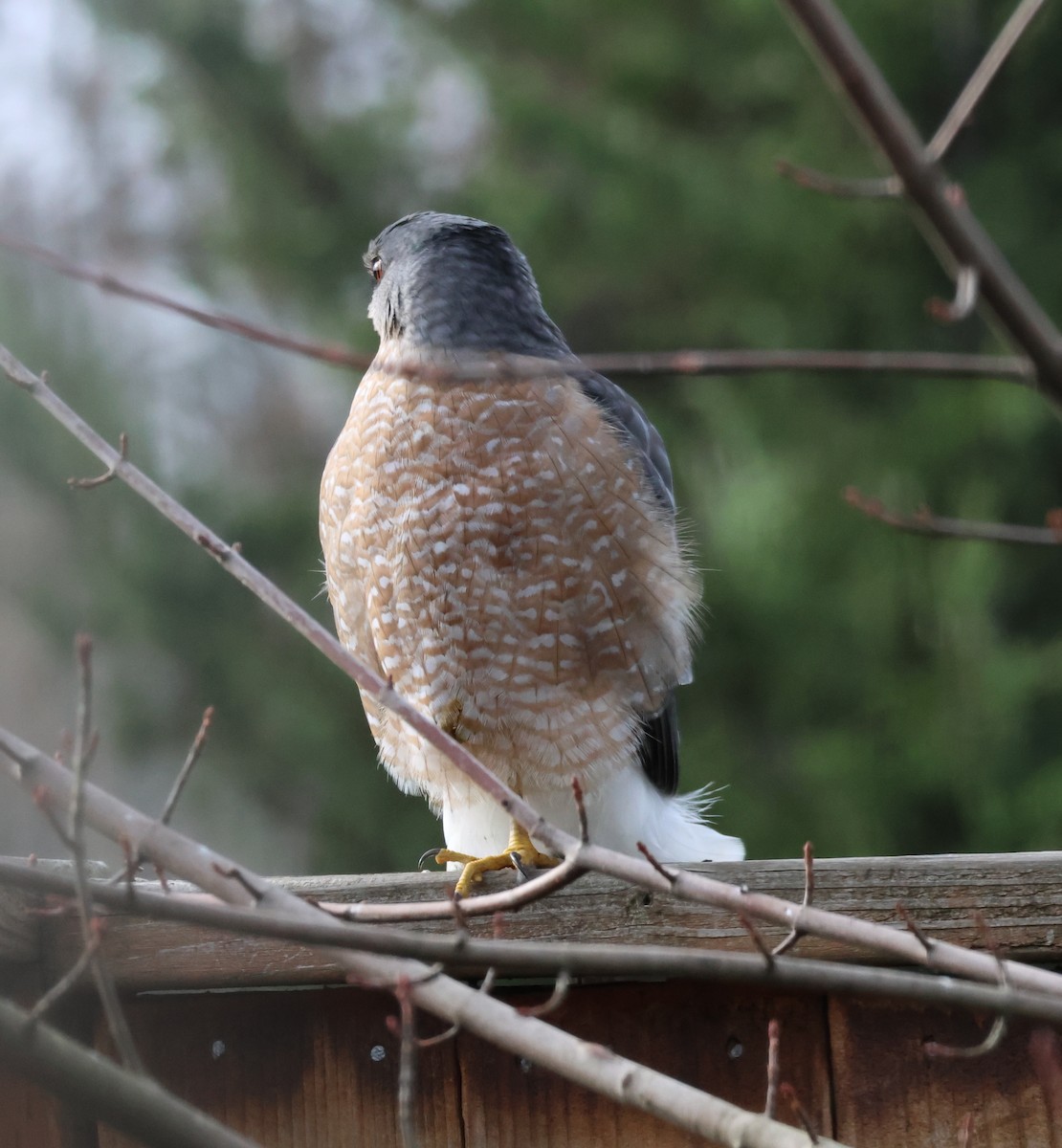 Cooper's Hawk - ML645526554