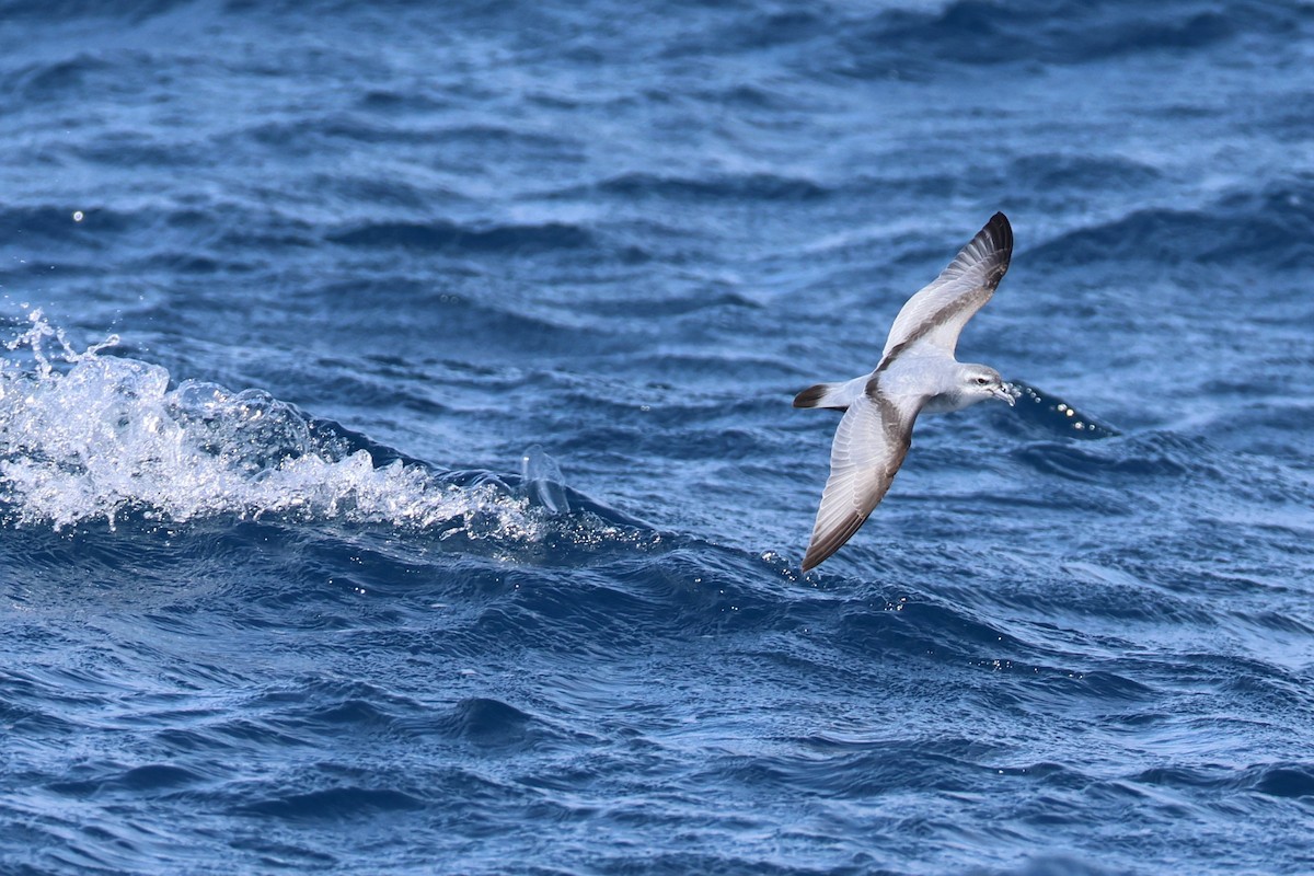 Fairy Prion - ML645526561