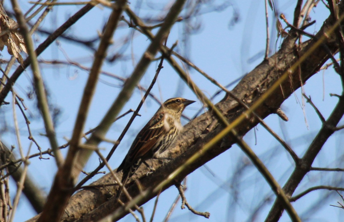 Red-winged Blackbird - ML645526563