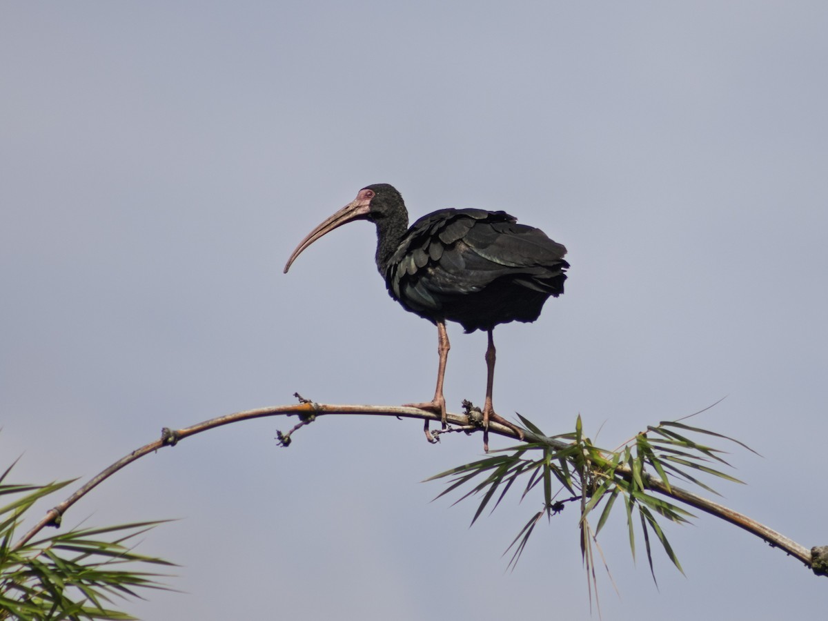 Ibis Afeitado - ML645526578