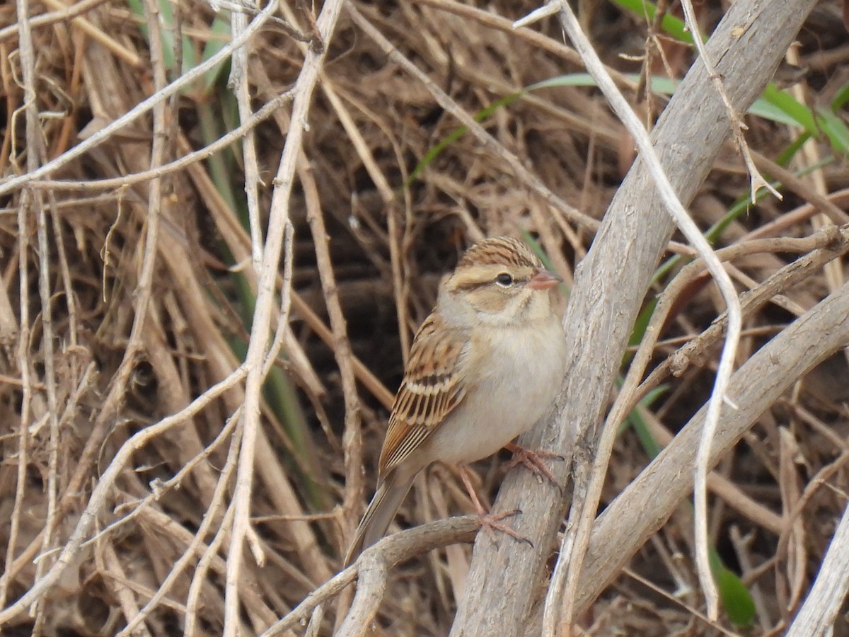 Chipping Sparrow - ML645526581