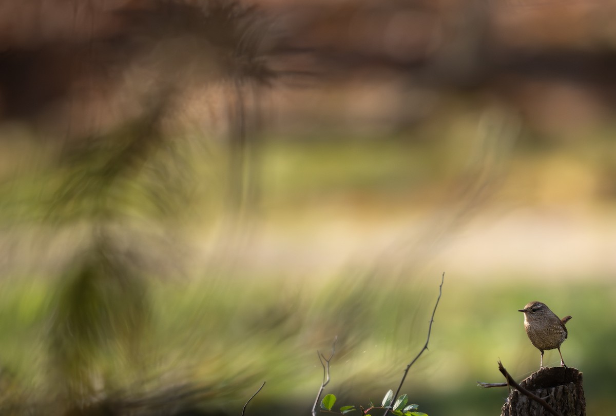 フユミソサザイ - ML645526589