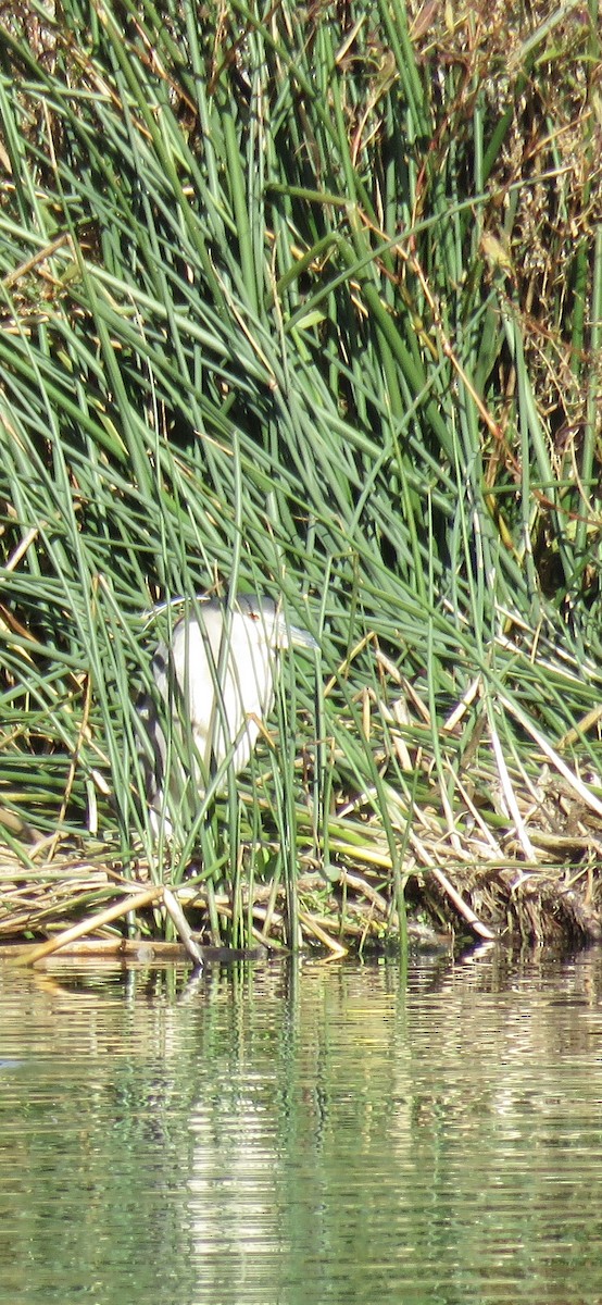 Black-crowned Night Heron - ML645526590