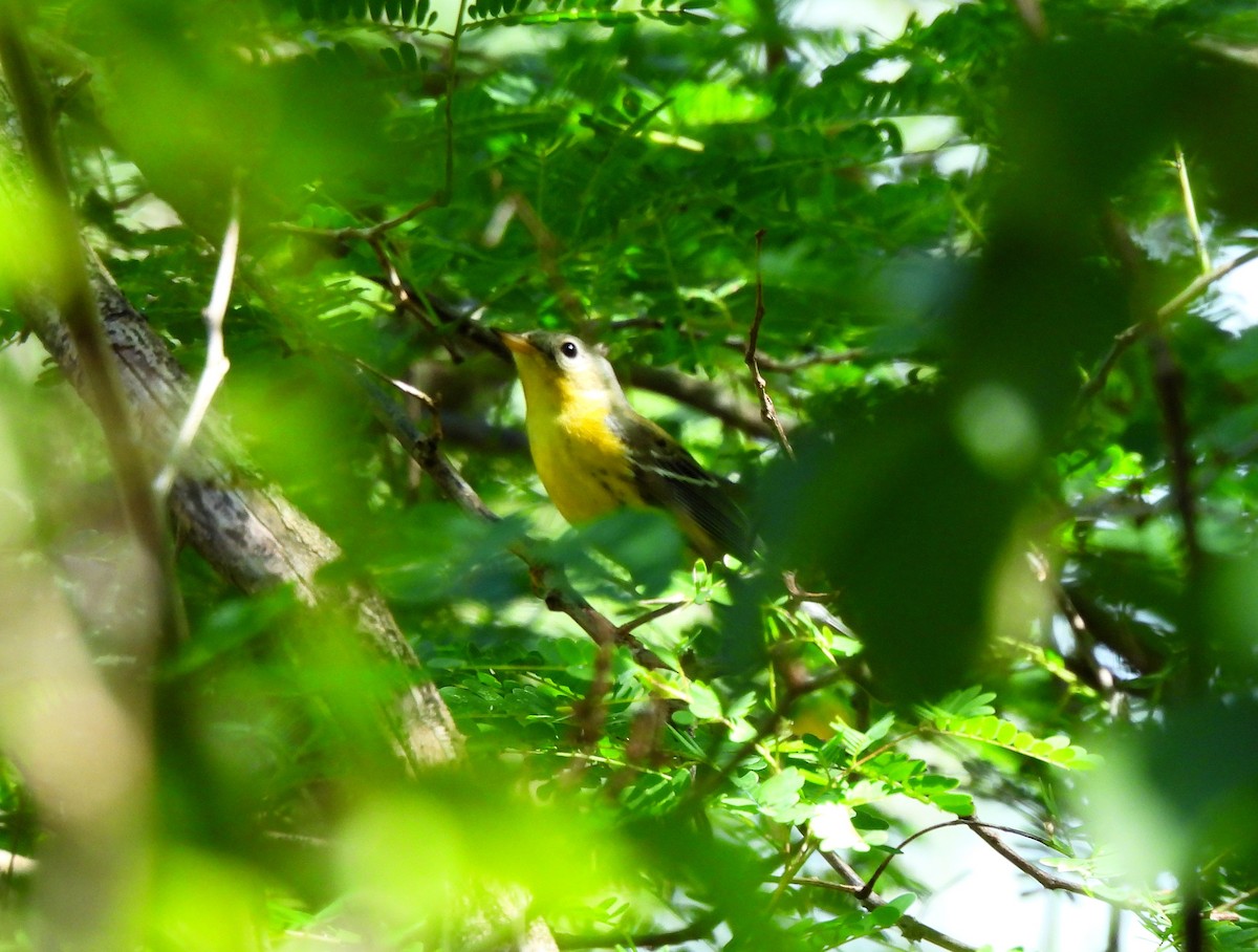 Magnolia Warbler - ML645526593