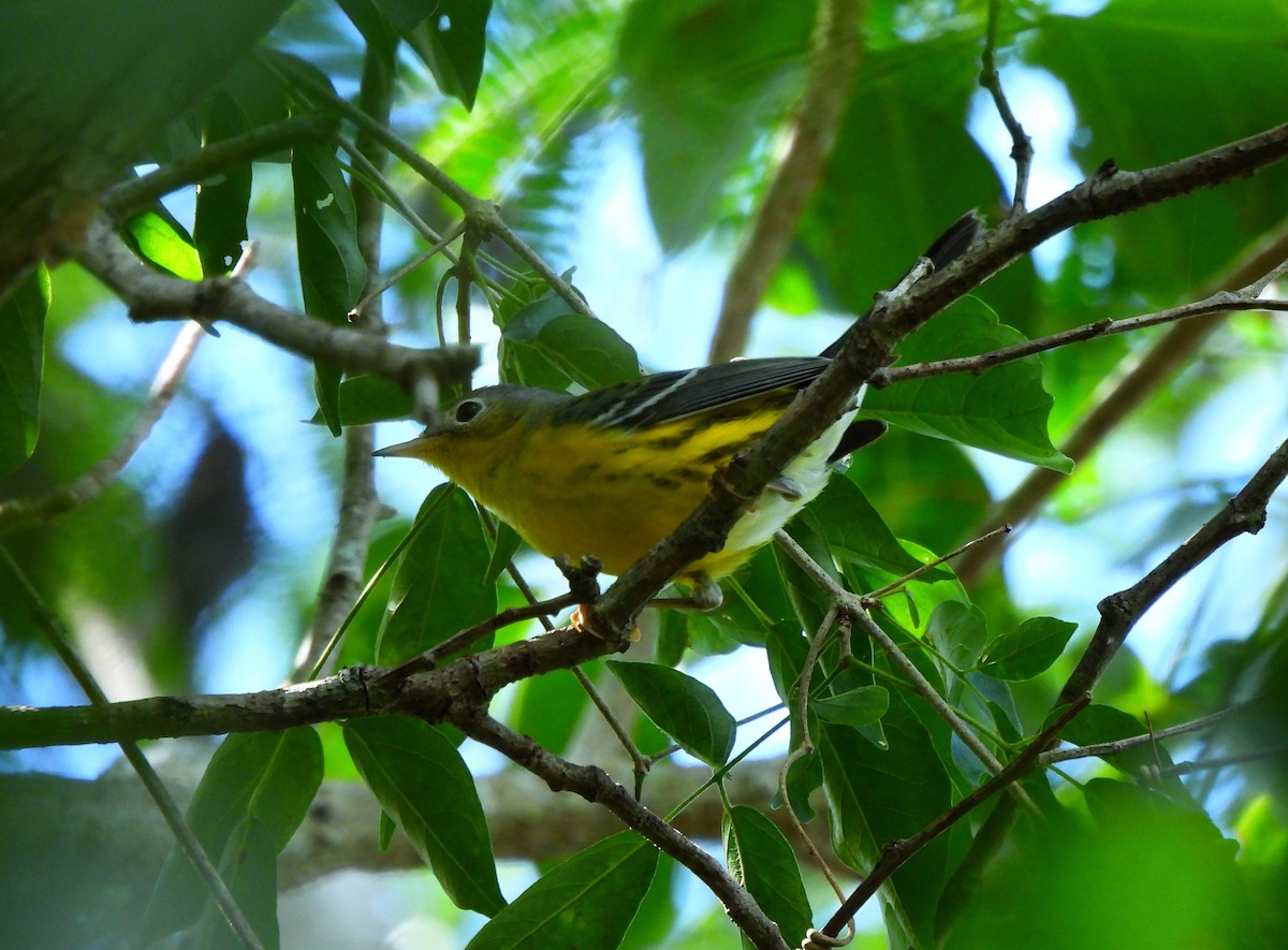 Magnolia Warbler - ML645526594