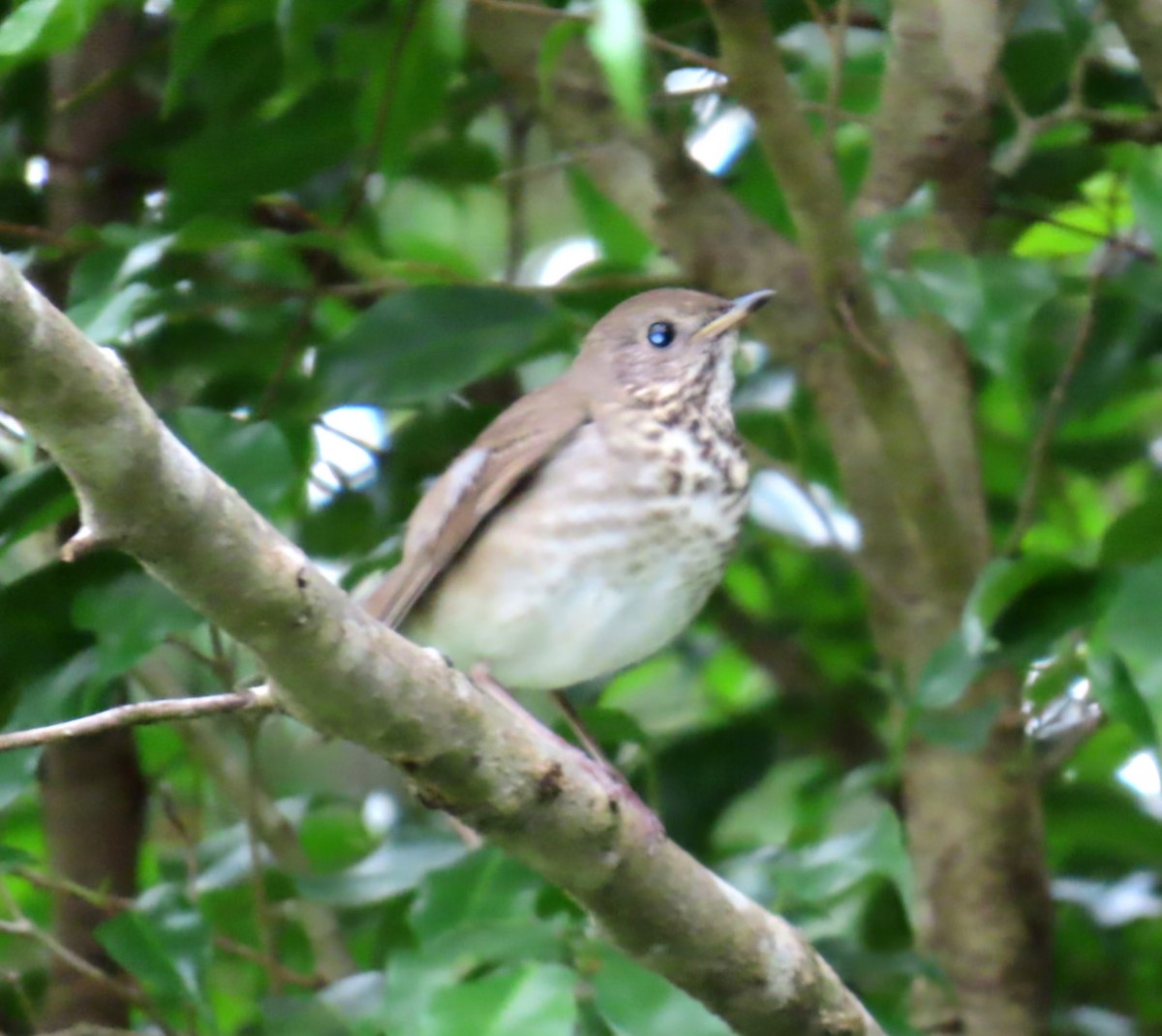 Grauwangen-Musendrossel - ML645526595