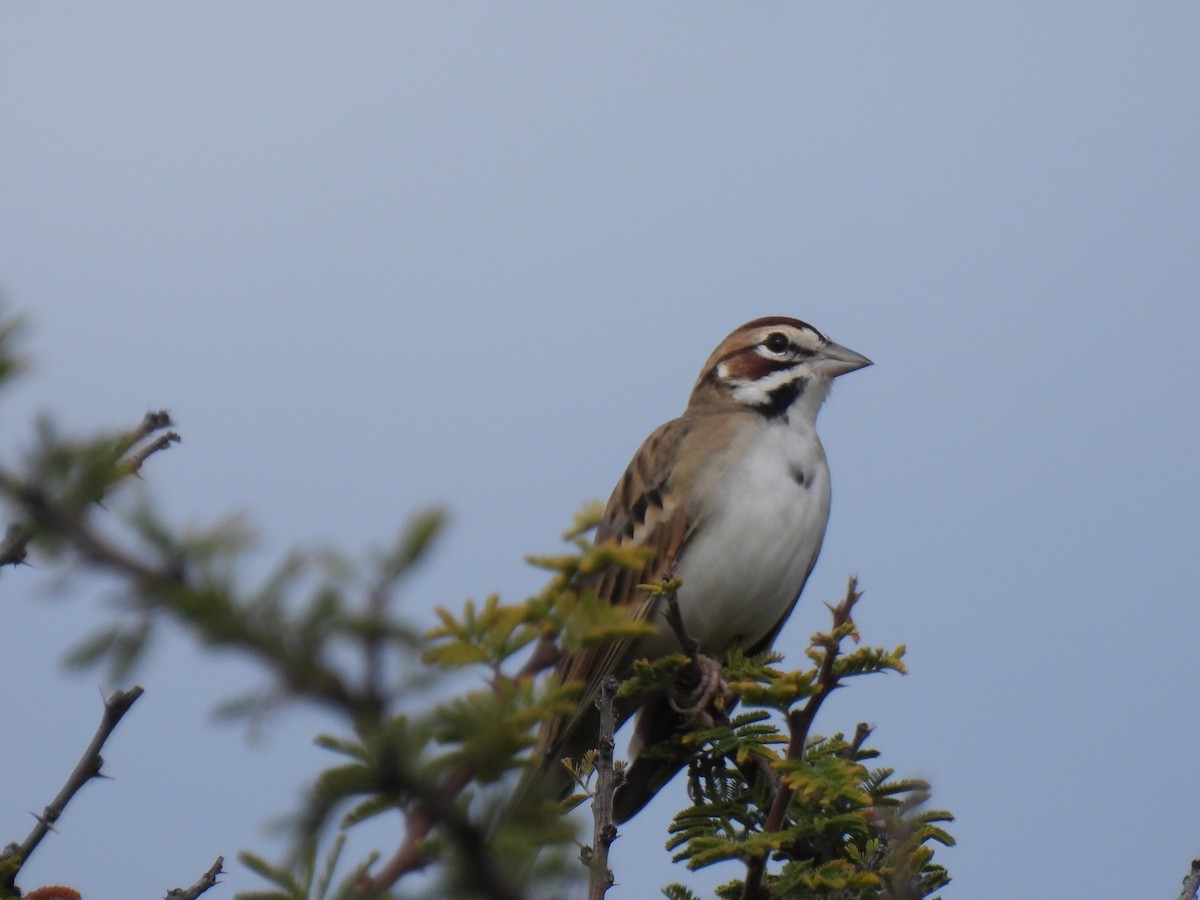 Lark Sparrow - ML645526596