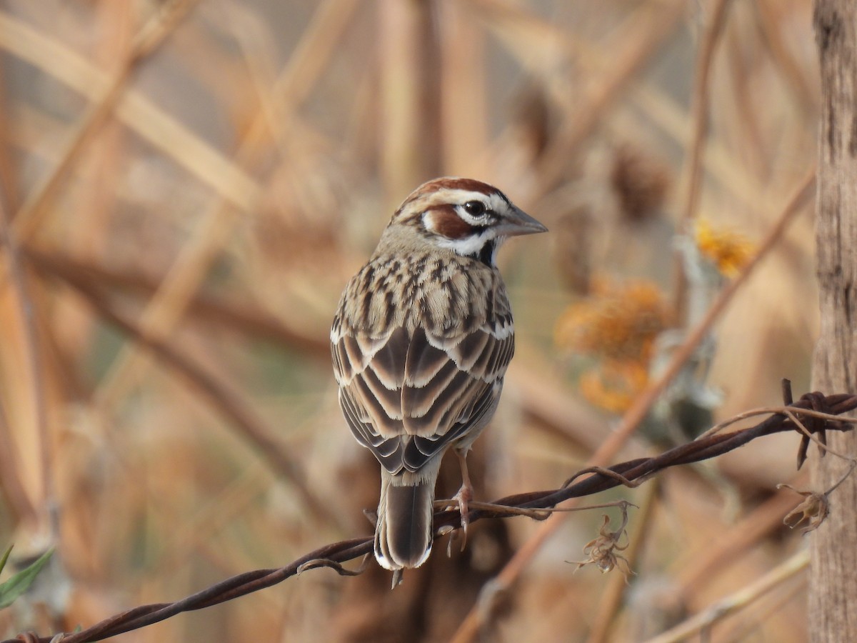 Lark Sparrow - ML645526604
