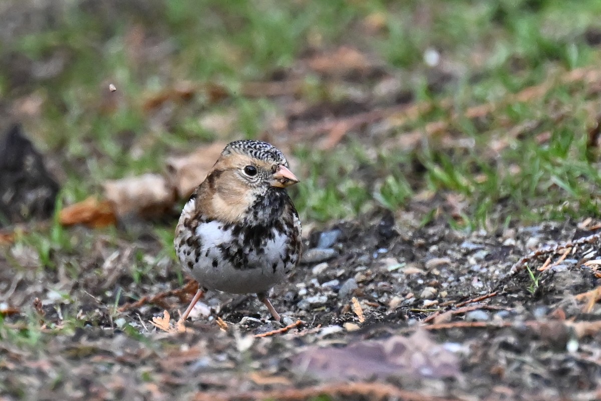 Harris's Sparrow - ML645526607
