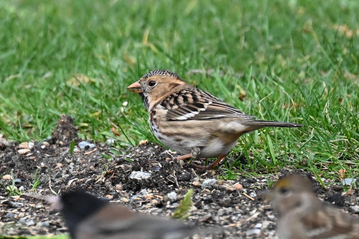 Harris's Sparrow - ML645526608