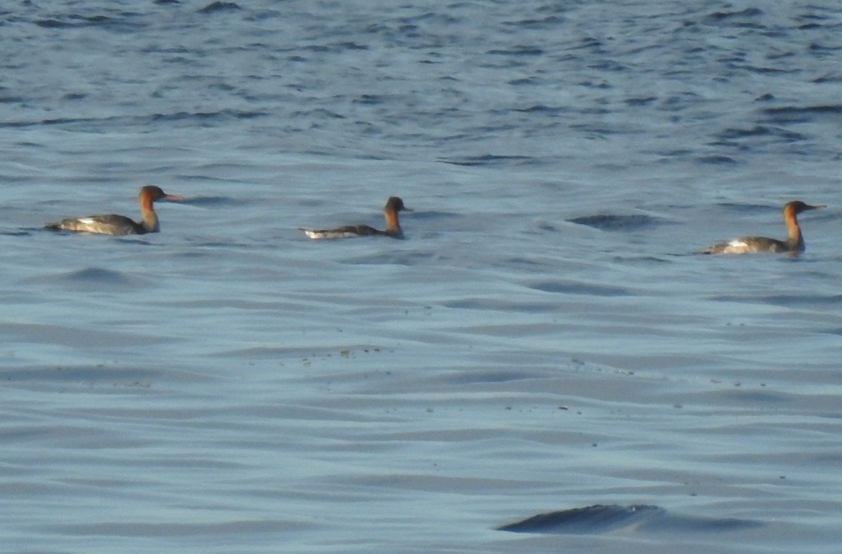 Red-breasted Merganser - ML645526616