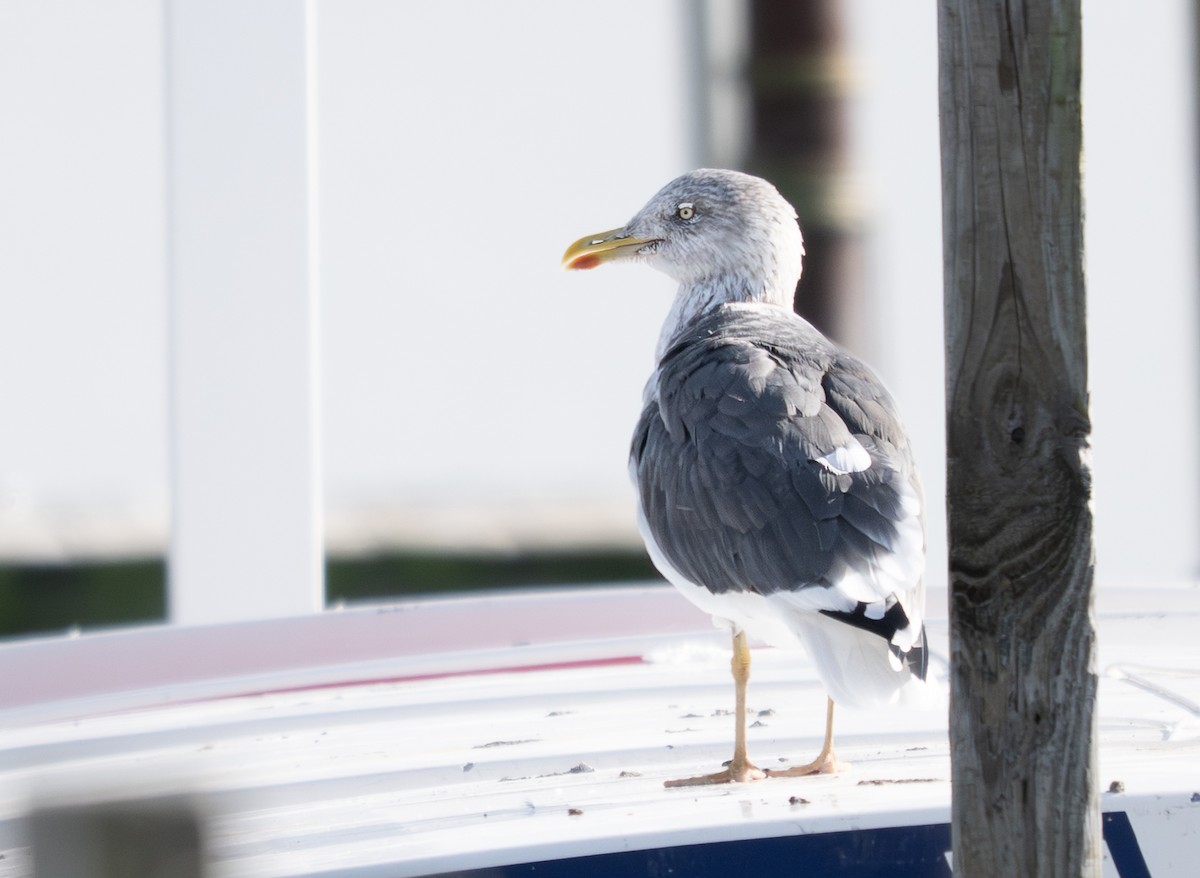 Lesser Black-backed Gull - ML645526627