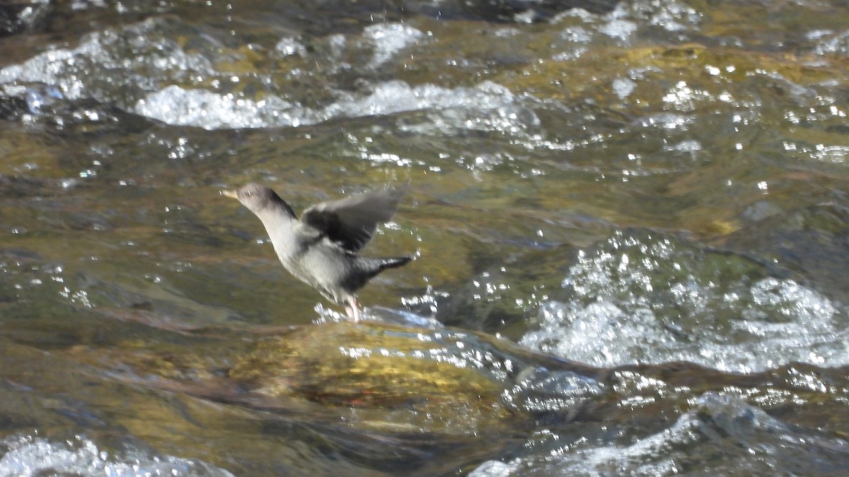 American Dipper - ML645526634
