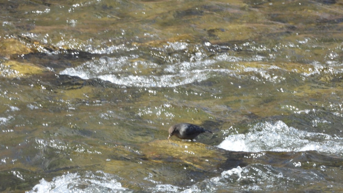 American Dipper - ML645526635