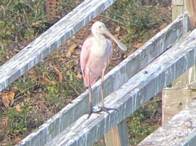 Roseate Spoonbill - ML645526640