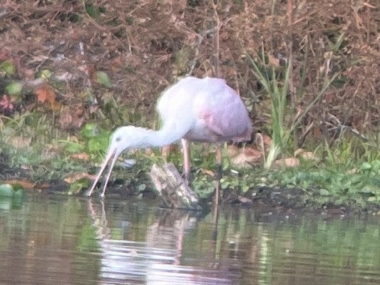 Roseate Spoonbill - ML645526641