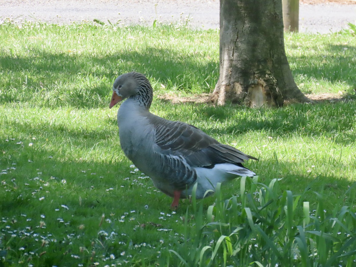 ハイイロガン（家畜） - ML645526658