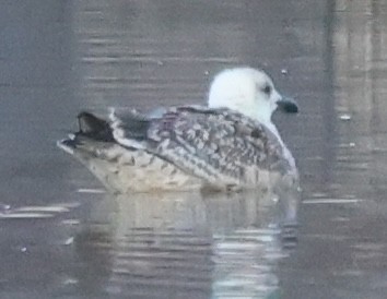 Büyük Kara Sırtlı Martı - ML645526663