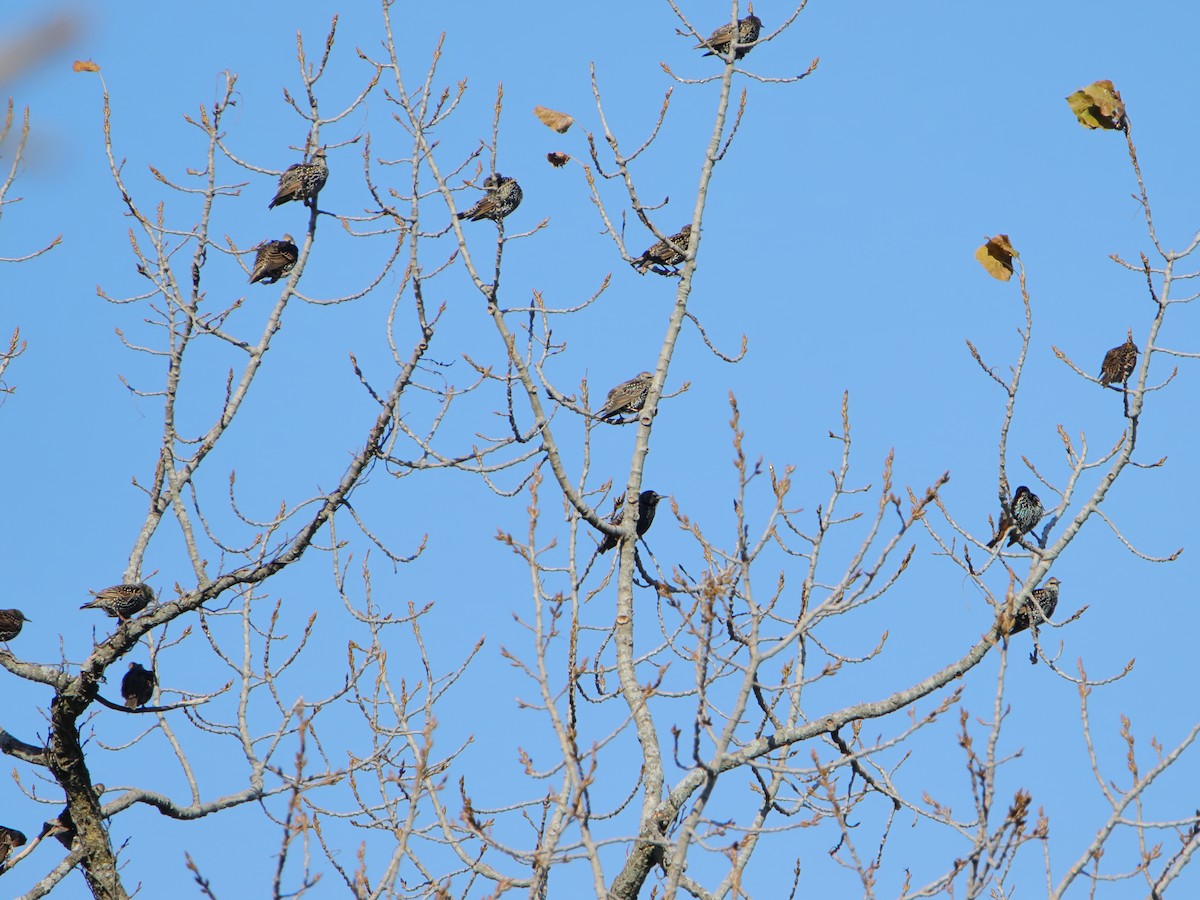 European Starling - ML645526671