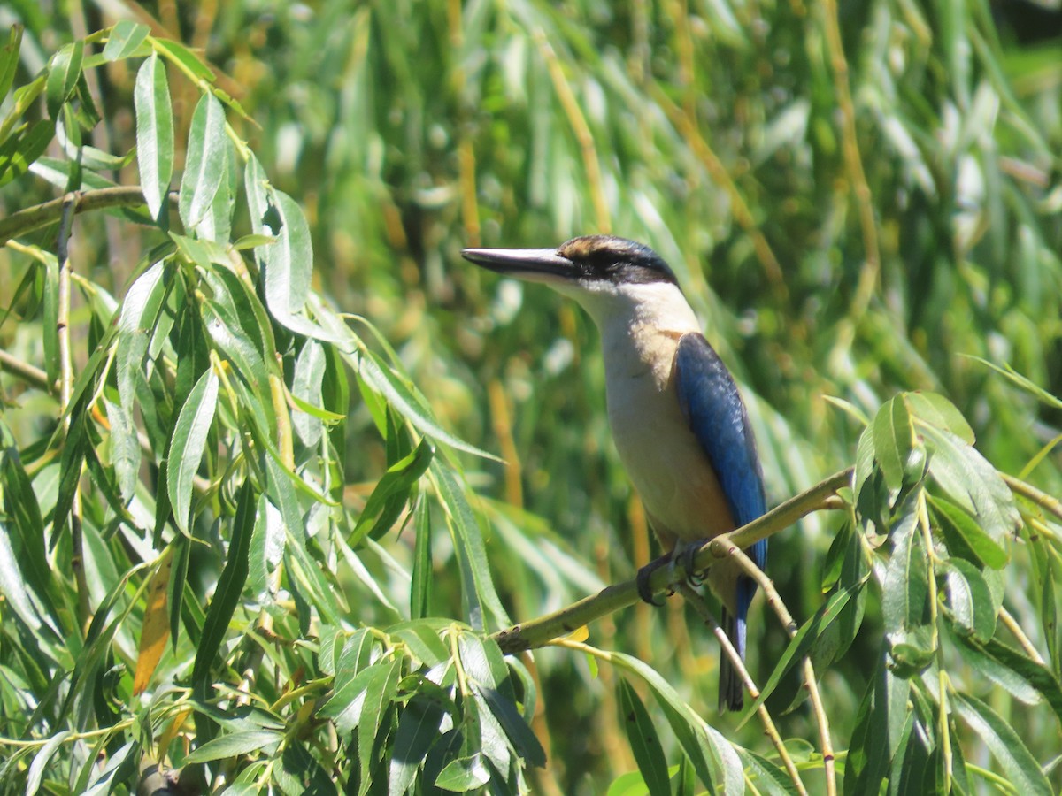 ヒジリショウビン - ML645526672