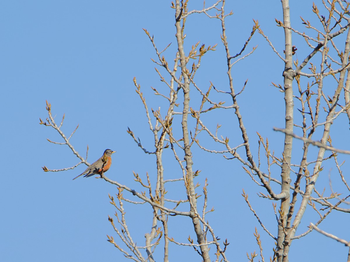 American Robin - ML645526680