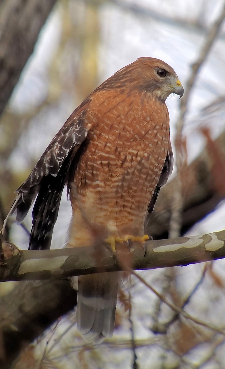 Red-shouldered Hawk - ML645526685