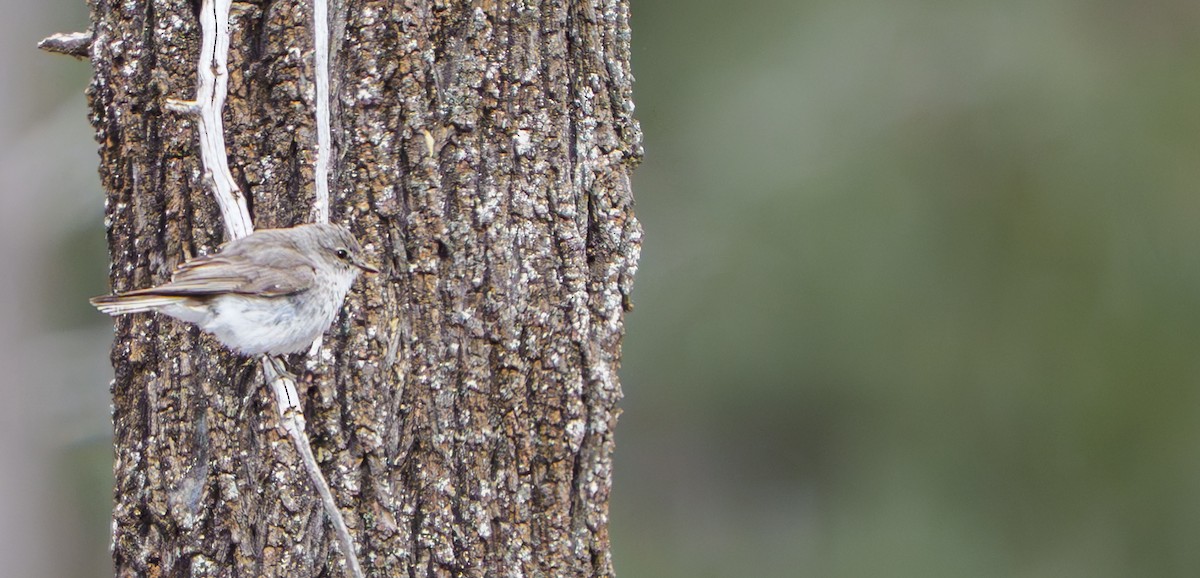 Avustalya Şakıcı Sinekkapanı - ML645526689