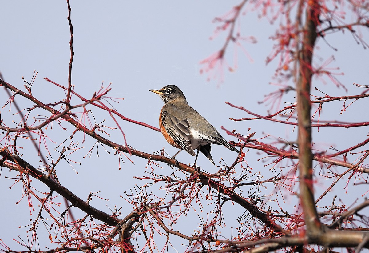 American Robin - ML645526698